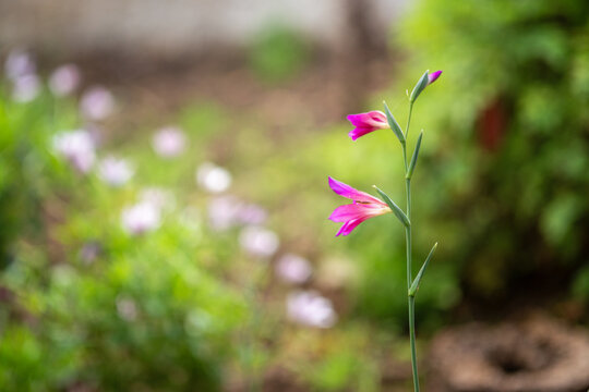 Penstemons dans un jardin au printemps