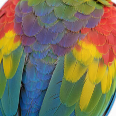 Obraz premium Parrot feathers with vibrant rainbow colors for natural texture and exotic bird background