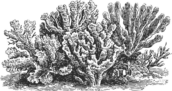 Detailed black and white illustration of coral reef with various coral types and clownfish