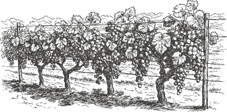 Grape vineyard vine rows with ripe bunches hanging on trellis in countryside landscape