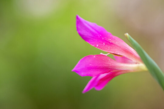 Penstemon en gros plan