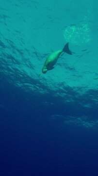 Vertical footage, Bottom view of Sea Cow, Dugong dugon dives from surface of water and swims down in turquoise water, Wide-angle shot, Slow motion