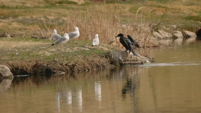 Cormorant approaches Seagulls Funny Wildlife Interaction by Lake