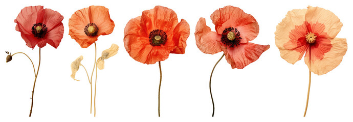 Fototapeta premium PNG Vibrant pressed poppy flowers on transparent background