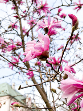 Clusters Of Pink Flowers Under Open Sky. Vivid Pink Magnolia Flowers Forming Luminous Garden Canopy