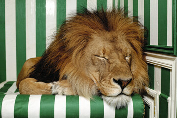 Lion sleeping on green and white striped furniture