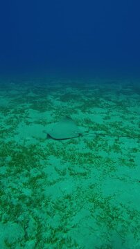 Vertical footage, Lonely Leopard ray fish swimming over sea bottom on seagrass meadow, Slow motion, Follow shot of Longtail Stingray, Himantura uarnak swims above seabed 