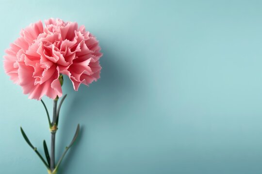 Pink carnation flower on light blue background with natural lighting showing details of petals and stem