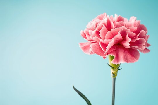 Pink carnation stands on a stem against a blue backdrop in a simple setting showing the beauty of a flower