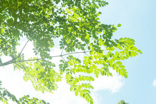 Bright natural scene of Moringa oleifera branch with delicate leaflets illuminated by sunlight under a clear blue sky. The soft backlight highlights the structure of the leaves and thin twigs.