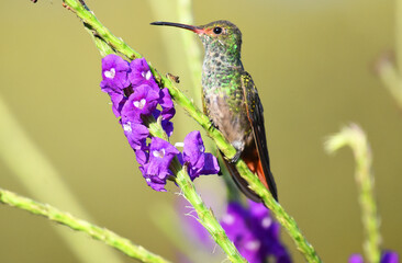 colibri naturaleza panama © victor