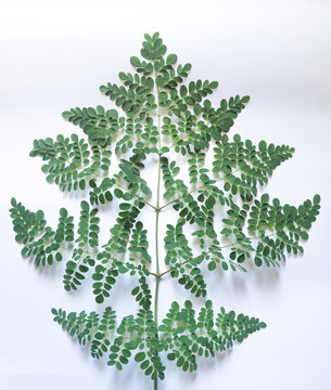 Moringa Oleifera Leaf Arrangement Isolated on White Background