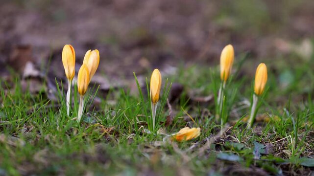 Yellow early spring crocuses, Crocus vernus in bloom growing in park, early spring