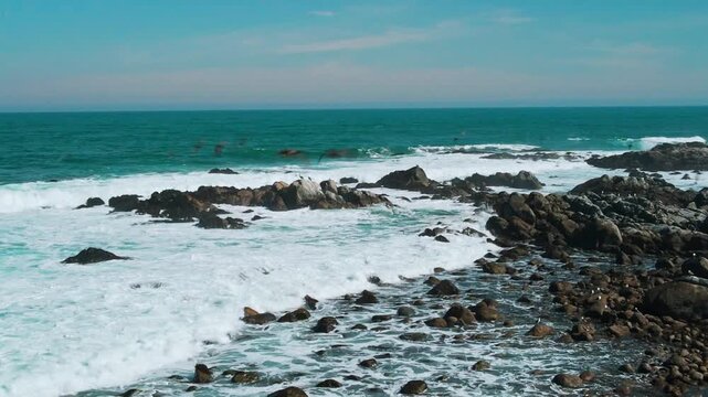 Backward flight over wild dark rocky reef with seabirds perched among boulders and white foamy waves surging through the coastline under blue sky. El Tabo, Chile