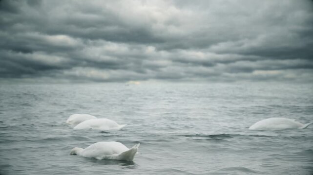 A swan resting on the sea. A seabird on the waves near the shore. A migratory bird resting.