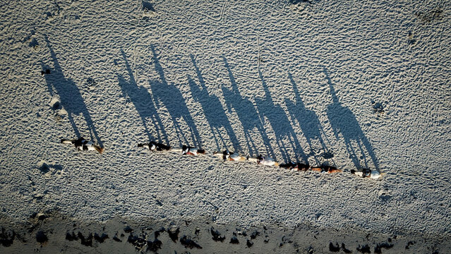 Aerial view of a line of horses casting long shadows on the beach, Sibiril, Bretagne, France.