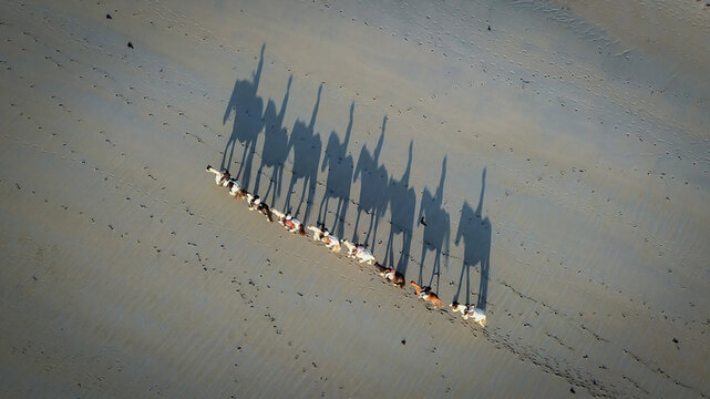 Aerial view of a line of horses casting long shadows over the sandy landscape, Sibiril, Bretagne, France.