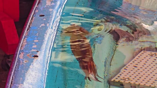 Fresh squid swimming in blue tank at Hakodate Morning Market, showcasing delicious Hokkaido seafood and culinary traditions in Japan