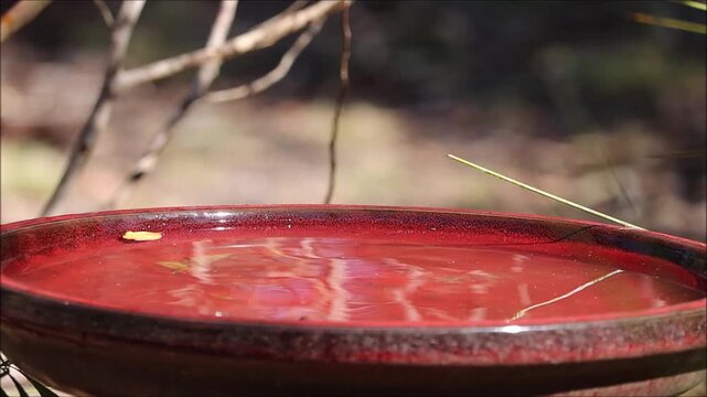 Grey Fantail (Rhipidura albiscapa) bathing, South Australia