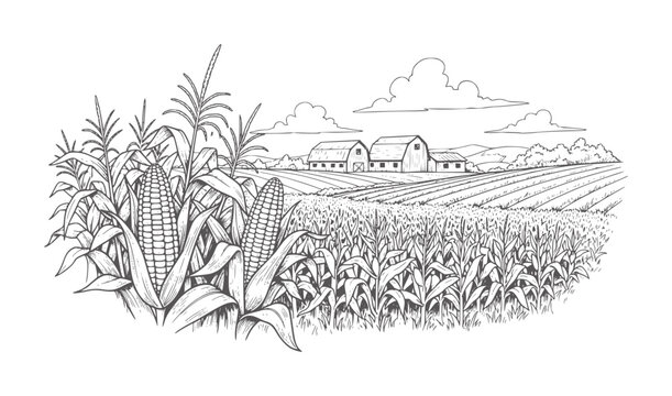 Of a cornfield with barns and rolling hills under a cloudy sky farm rural