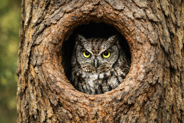 A small owl peers out from a natural hollow in a tree trunk.