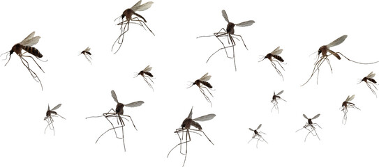 Swarm of mosquitoes flying isolated on white background