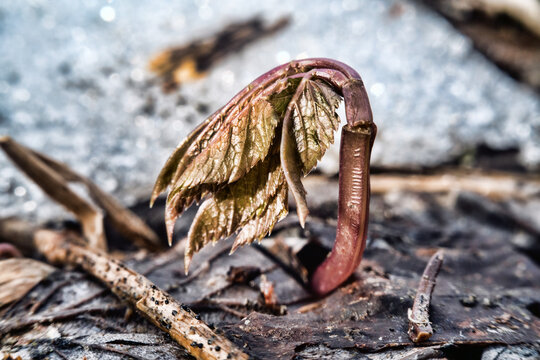 A spring that gives new life. The first spring shoots, sprout of grasses that appeared under the snow, underground seedling. The life force unfolds. Macro