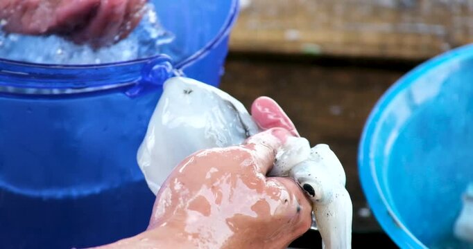 Squid cleaning and preparation by hand with ink release washing in blue basin and draining in yellow colander showing traditional Asian seafood process