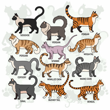A comprehensive illustration showcasing a diverse collection of cat breeds, each with unique markings and physical characteristics.