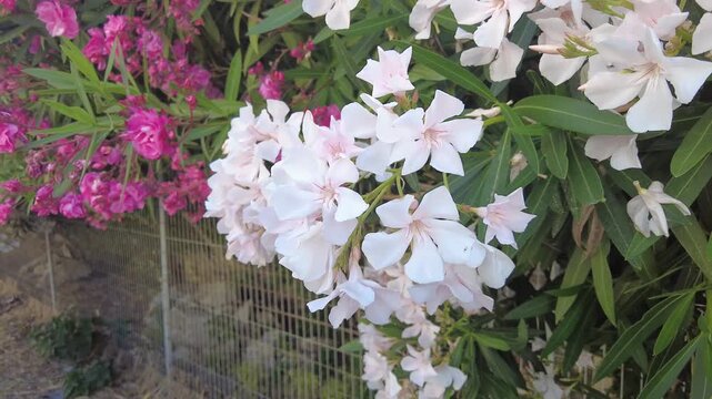 Gentle child hand touches soft pink and white oleander flowers blooming outdoors near a fence