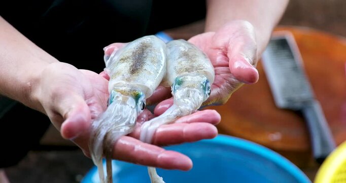 Squid cleaning and preparation by hand with ink release washing in blue basin and draining in yellow colander showing traditional Asian seafood process
