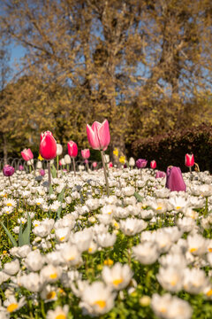 Tulipanes de colores que florecen en primavera