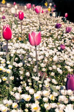 Tulipanes de colores que florecen en primavera