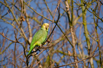 Naklejka premium Yellow-headed amazon parrot holding walnut on bare tree branch looking at camera
