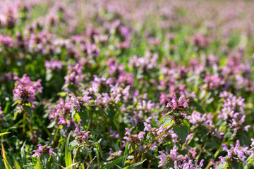 Obraz premium Purple Wildflower Carpet Filling Frame, Dense Clustered Blooms Creating Soft Texture, Pollinator Magnet With Bees And Insects Implied, Sunlight Accentuating Petals And Greenery, Seasonal Abundance