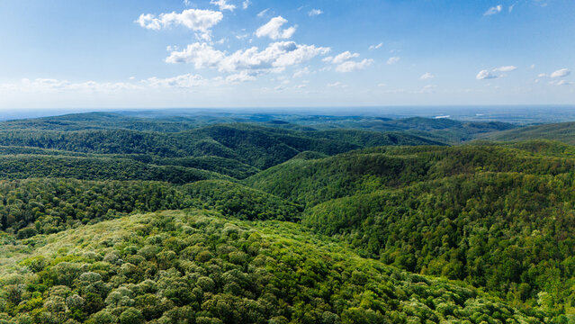 Aerial view of the lush, undulating green forest, a vibrant tapestry under a serene blue sky, Vrdnik, Vojvodina, Serbia.