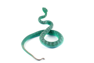 Obraz premium Detailed anatomy of blue pit viper isolated on white background, Trimeresurus insularis on isolated background, Indonesian pit vipers closeup 