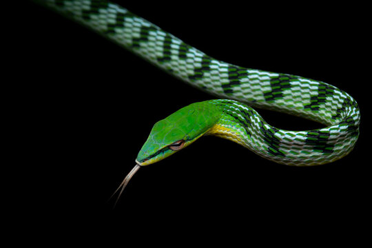 Close-up of a slender Oriental Whip Snake (Ahaetulla prasina) in a defensive or threat posture, a detailed look at the head and neck anatomy of the Oriental Whip Snake (Ahaetulla prasina)