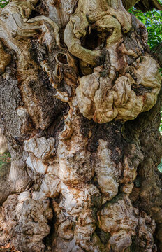 Gnarled Tree