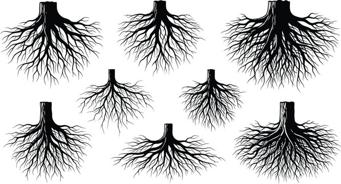 Black Root Systems Isolated on White Background