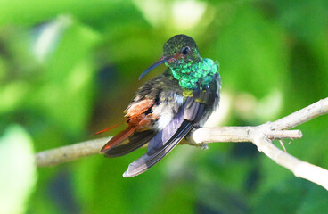 colibri verde © victor