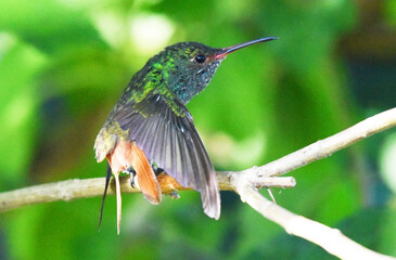 colibri verde © victor
