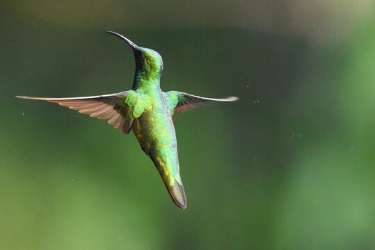 colibri verde