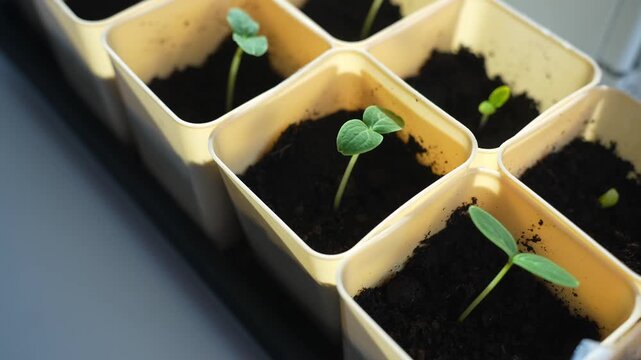 Young seedlings in biodegradable pots on windowsill for indoor gardening