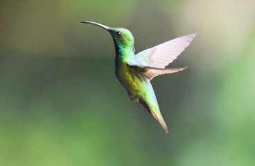 colibri verde © victor