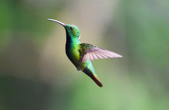 colibri verde