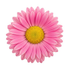 Obraz premium Pristine vibrant pink daisy flower with perfect symmetry and golden yellow center, captured top-down against a transparent background, high-key lighting. Concept of perfection nature and microcosm