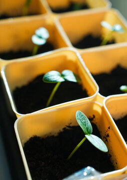 Young seedlings in biodegradable pots on windowsill for indoor gardening