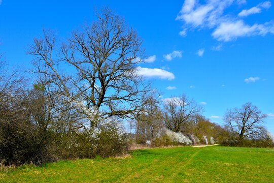 Oak tree with green meadow and white blooming bushes in spring at Ljubljansko Barje in Slovenia