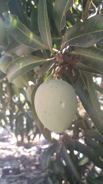 Ripe Mangoes Hanging on Tree in Tropical Garden, Fresh Organic Fruit	